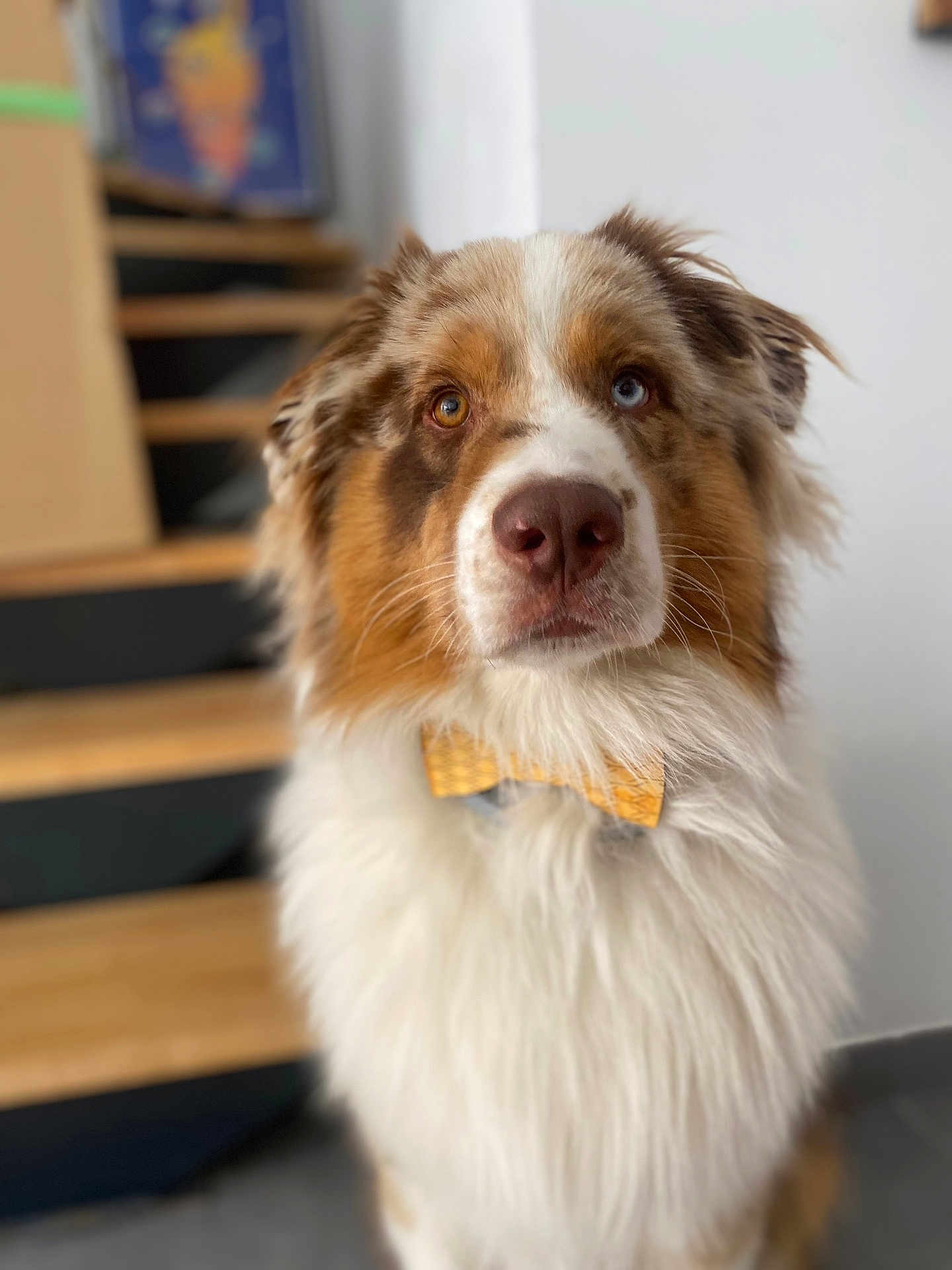 Pogì participe au concours pour gagner de l'argent avec cette photo : dog, animal, pet, heterochromia, bow_tie, portrait, indoor, stairs, furry, brown, white, fluffy, closeup, canine, face, ears, nose, expression, cute, looking