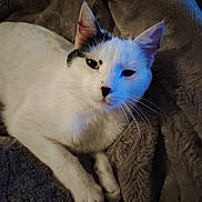 Abracadabra a rejoint le concours — aidez-le/la à gagner de superbes lots ! cat, white_cat, black_markings, pet, feline, animal, whiskers, ears, paws, blanket, furry_blanket, indoor, cozy, relaxed, looking_at_camera, cute, domestic_cat, resting, closeup, soft_texture