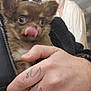dog, small_dog, brown_dog, close_up, licking, tongue_out, hand, tattoo, person, beard, jacket, zipper, portrait, smile, indoor, blurred_background, face, fur, cute, animal