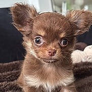 Kally participe au concours pour gagner de l'argent avec cette photo : puppy, dog, brown, wide_eyes, fluffy, blanket, cute, pet, small_dog, ears, fur, indoor, close_up, animal, young_dog, adorable, soft_texture, portrait, companion, curious