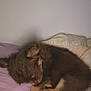 puppy, sleeping, brown, small_dog, blanket, pillow, cute, cozy, fur, indoor, resting, pet, animal, canine, young, curled_up, soft, relaxed, home, adorable