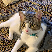 Alice is registered to the contest to win money with this photo: cat, animal, pet, feline, collar, bell, leopard_print, blanket, fur, whiskers, ears, paws, lying_down, indoor, cute, domestic, resting, alert, yellow_eyes, pink_nose