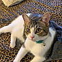 cat, animal, pet, feline, collar, bell, leopard_print, blanket, fur, whiskers, ears, paws, lying_down, indoor, cute, domestic, resting, alert, yellow_eyes, pink_nose