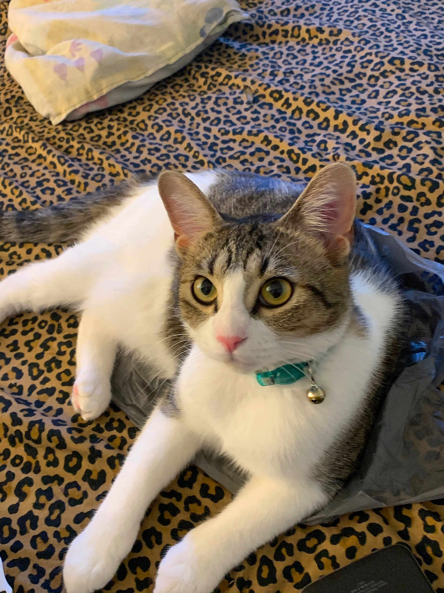 Alice is registered to the contest to win money with this photo: cat, animal, pet, feline, collar, bell, leopard_print, blanket, fur, whiskers, ears, paws, lying_down, indoor, cute, domestic, resting, alert, yellow_eyes, pink_nose