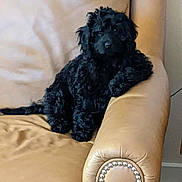 Lucy is registered to the contest to win money with this photo: puppy, dog, black_dog, curly_fur, leather_chair, armchair, indoor, pet, cute, relaxed, furniture, home, cozy, animal, sitting, decor, studio_light, young_dog, companion, domestic_animal