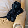 puppy, dog, black_dog, curly_fur, leather_chair, armchair, indoor, pet, cute, relaxed, furniture, home, cozy, animal, sitting, decor, studio_light, young_dog, companion, domestic_animal