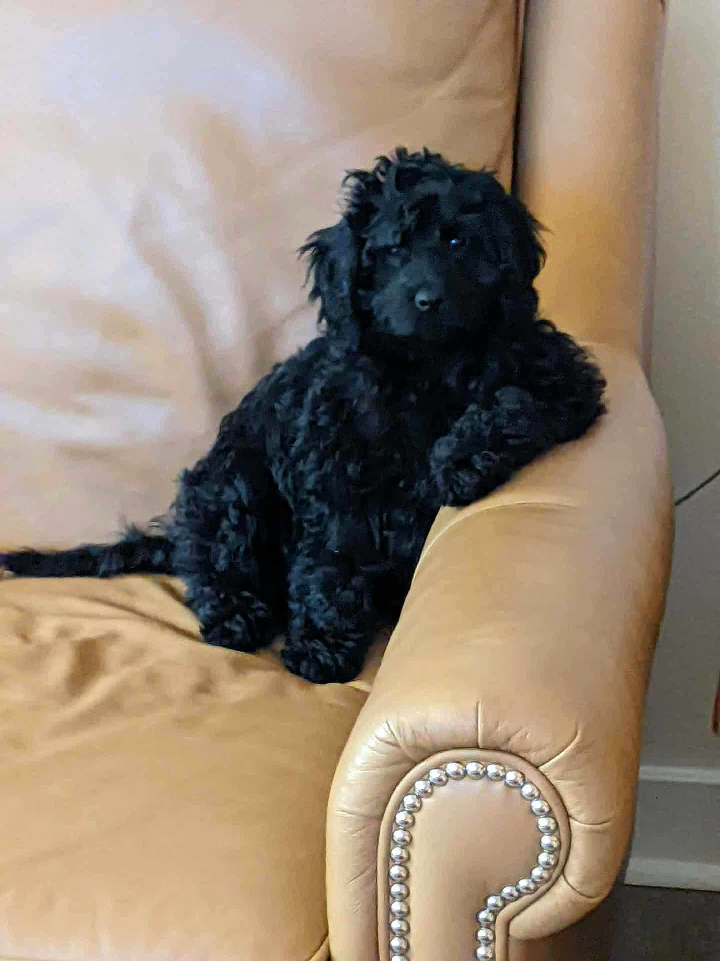 Lucy is registered to the contest to win money with this photo: puppy, dog, black_dog, curly_fur, leather_chair, armchair, indoor, pet, cute, relaxed, furniture, home, cozy, animal, sitting, decor, studio_light, young_dog, companion, domestic_animal