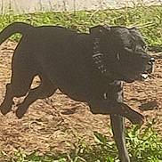 Manny a rejoint le concours — aidez-le/la à gagner de superbes lots ! dog, black_dog, outdoor, grass, dirt, animal, running, pet, canine, collar, playful, sunlight, nature, motion, daytime, active, fur, tail, muzzle, walking