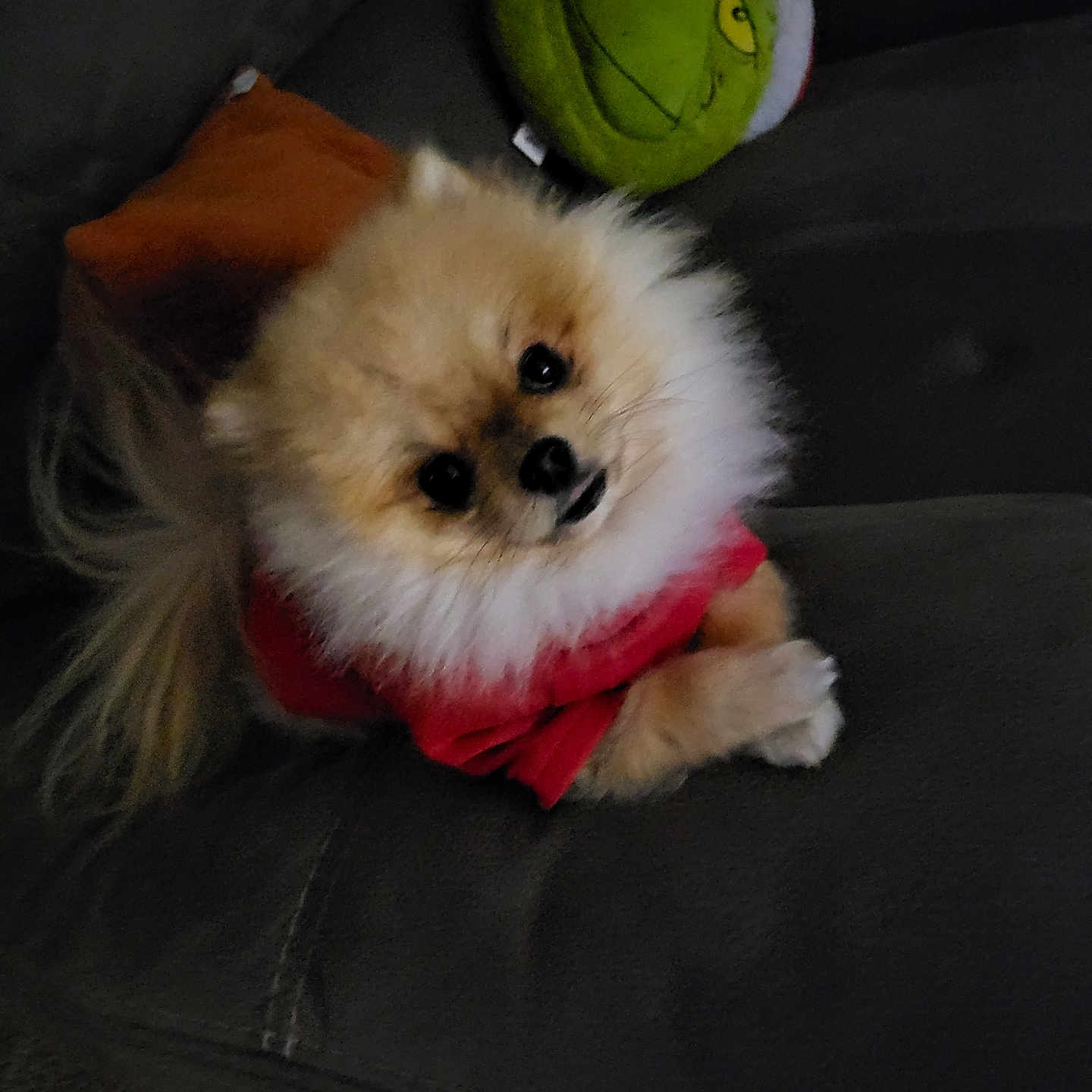 Teddy joined the competition — help win amazing prizes! animal, ball, canine, cockerspaniel, couch, cushion, dog, furniture, homedecor, papillon, pet, plush, puppy, sphere, sport, tennis, tennisball, terrier, toy, whitedog