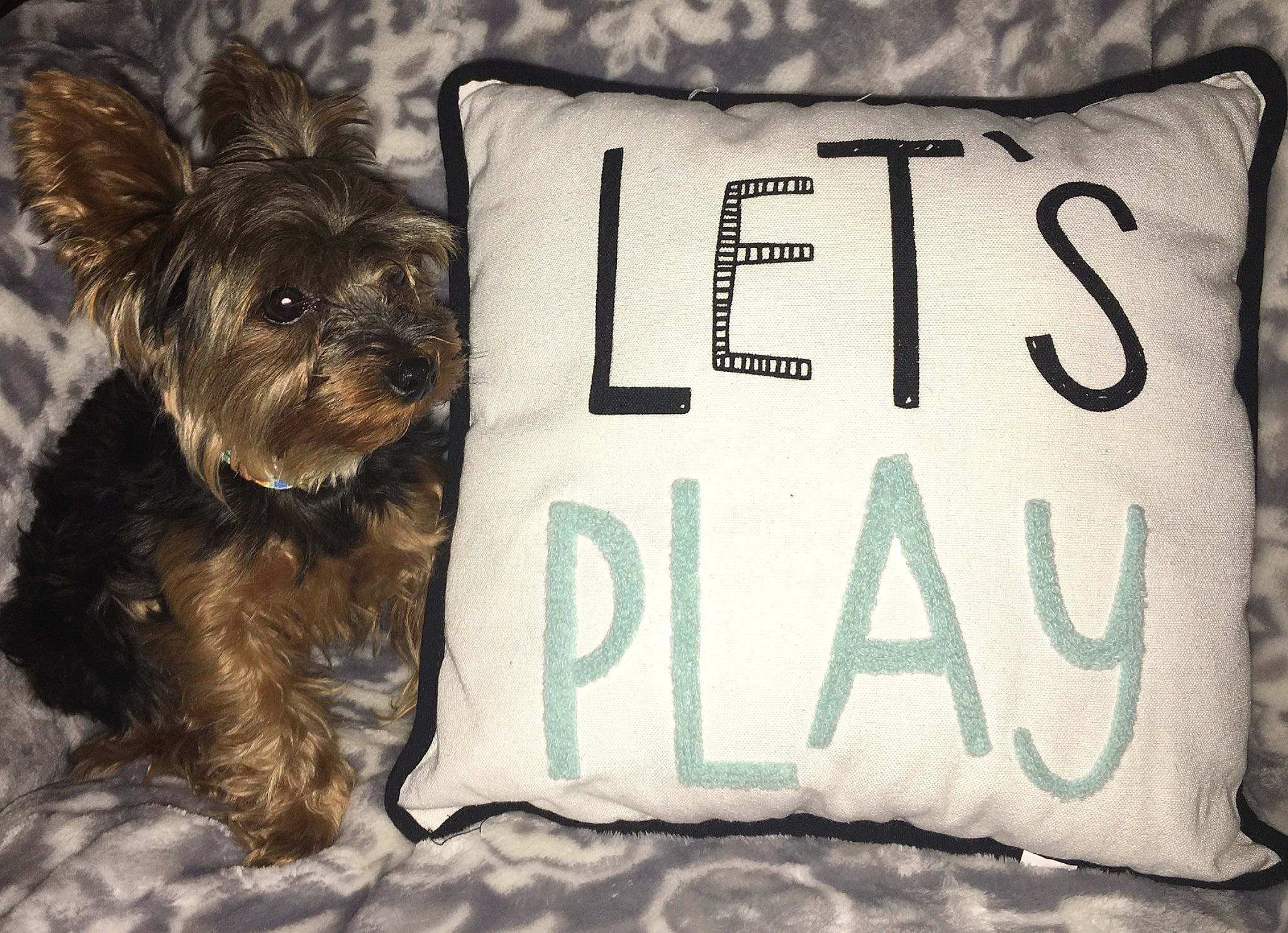 Peanut is registered to the contest to win money with this photo: affenpinscher, bedding, cairn_terrier, canidae, carnivore, companion_dog, cushion, dog, dog_breed, furniture, linens, morkie, pillow, puppy, rare_breed_dog, snout, terrier, textile, throw_pillow, yorkshire_terrier