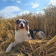 Tokyo participe au concours pour gagner de l'argent avec cette photo : dog, australian_shepherd, wheat_field, outdoor, nature, sky, clouds, sunlight, grass, animal, canine, fur, pet, resting, summer, rural, agriculture, happy, tongue_out, lying_down