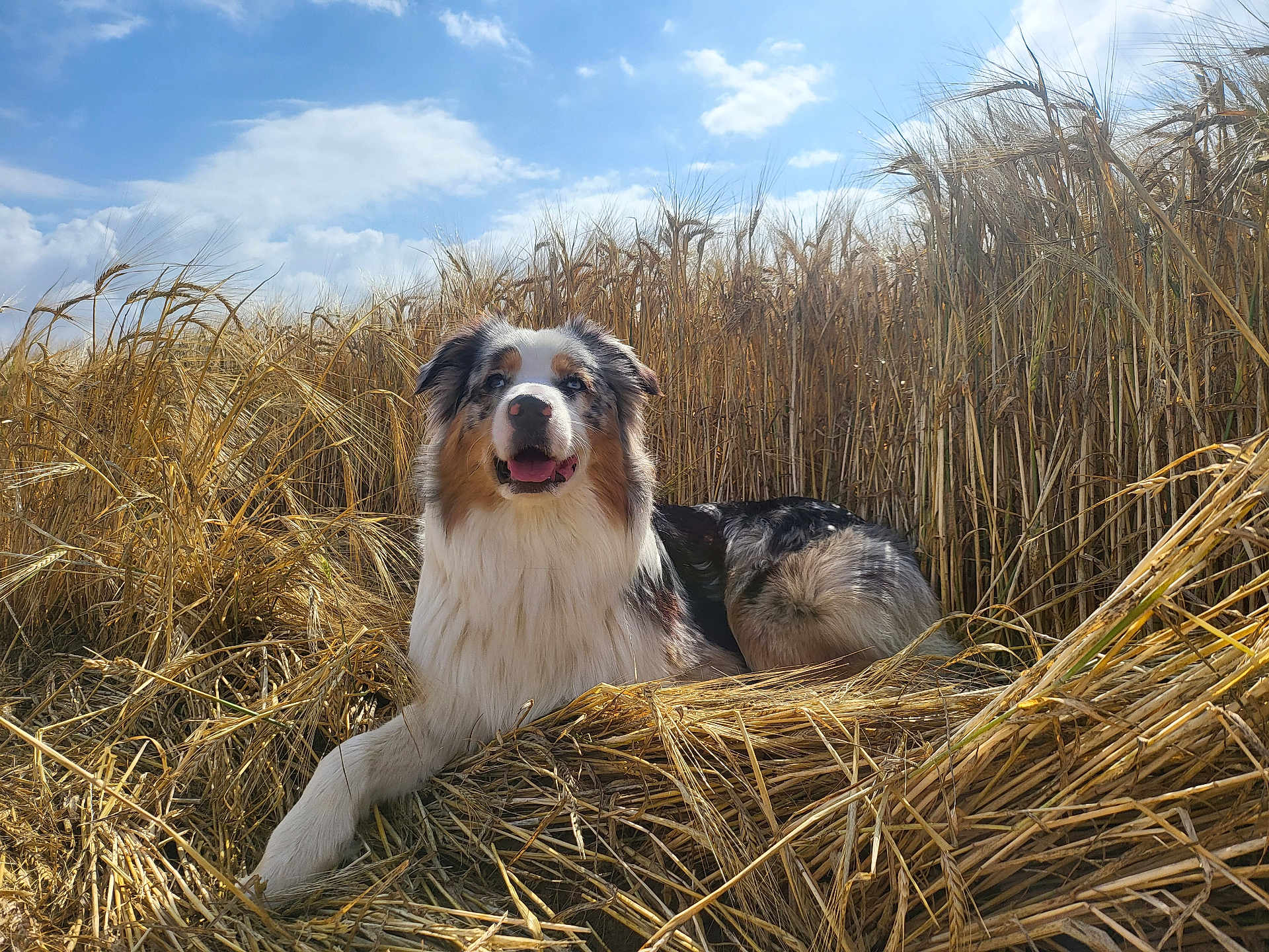 Tokyo participe au concours pour gagner de l'argent avec cette photo : dog, australian_shepherd, wheat_field, outdoor, nature, sky, clouds, sunlight, grass, animal, canine, fur, pet, resting, summer, rural, agriculture, happy, tongue_out, lying_down