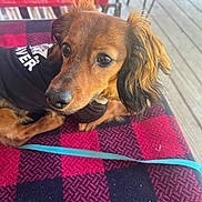 Charlie is registered to the contest to win money with this photo: dog, pet, brown_dog, small_dog, close_up, blanket, red_blanket, black_blanket, wooden_deck, outdoor, ears, fur, leash, curious, lying_down, shirt, portrait, animal, canine, companion