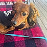 animal, black_blanket, blanket, brown_dog, canine, close_up, companion, curious, dog, ears, fur, leash, lying_down, outdoor, pet, portrait, red_blanket, shirt, small_dog, wooden_deck