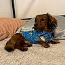 Charlie joined the competition — help win amazing prizes! dog, brown_dog, small_dog, hawaiian_shirt, blue_shirt, bed, pillow, indoor, pet, fur, animal, resting, laying_down, cozy, cute, looking_away, canine, domestic_animal, comfort, relaxation