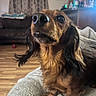 animal, blanket, brown, canine, close_up, couch, curtains, cute, dachshund, dog, domestic_animal, ears, eyes, floor, fur, indoor, living_room, nose, pet, portrait