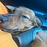 Charlie joined the competition — help win amazing prizes! dog, sleeping, close_up, brown_fur, mesh_harness, orange_fabric, cozy, resting, pet, canine, relaxed, comfort, indoor, animal, fur, snout, paw, face, cute, companion