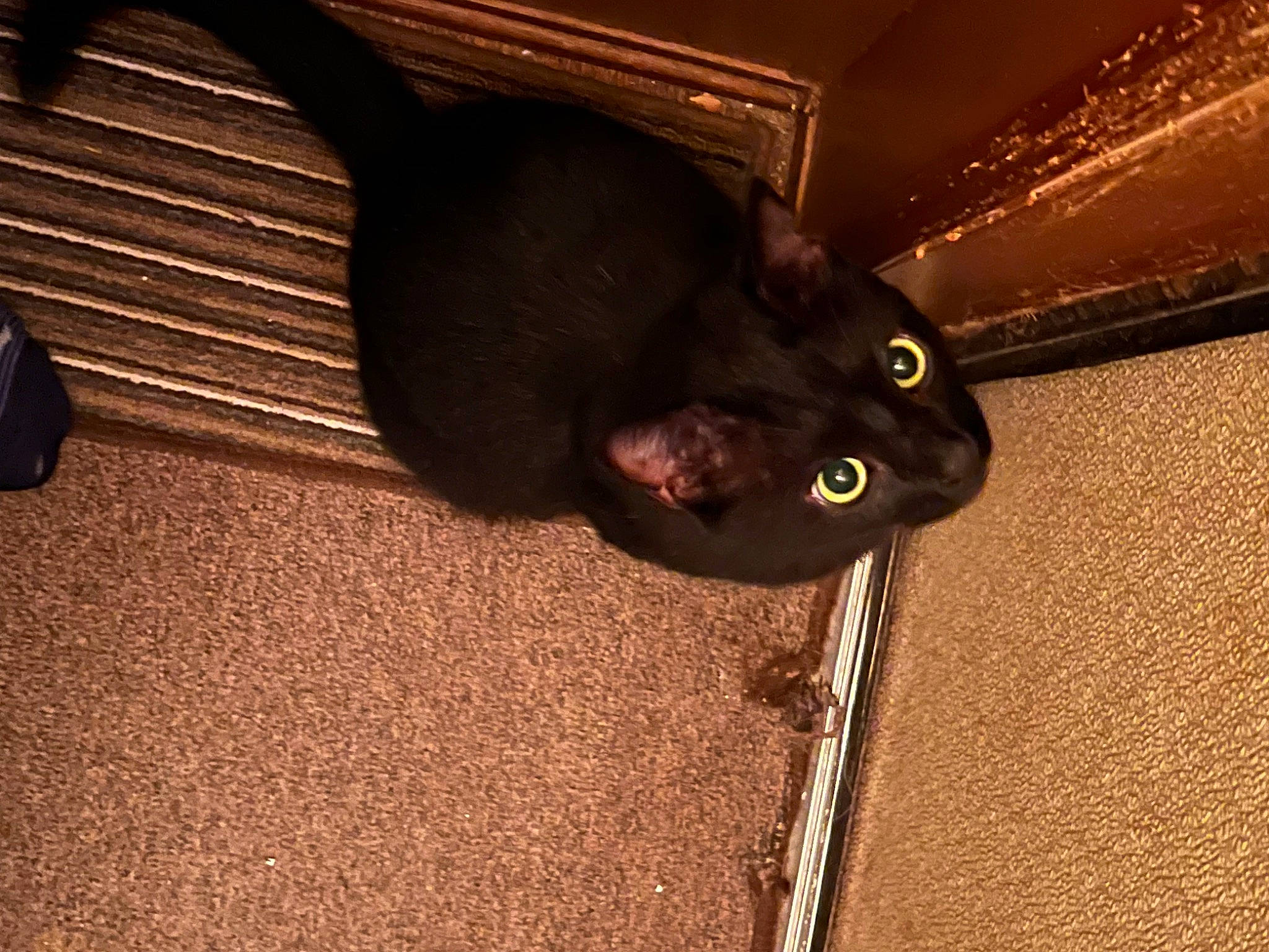 Prince is registered to the contest to win money with this photo: black_cat, brown, carnivore, cat, comfort, domestic_short_haired_cat, felidae, flooring, fur, hardwood, room, small_to_medium_sized_cats, snout, tail, terrestrial_animal, tints_and_shades, whiskers, wood