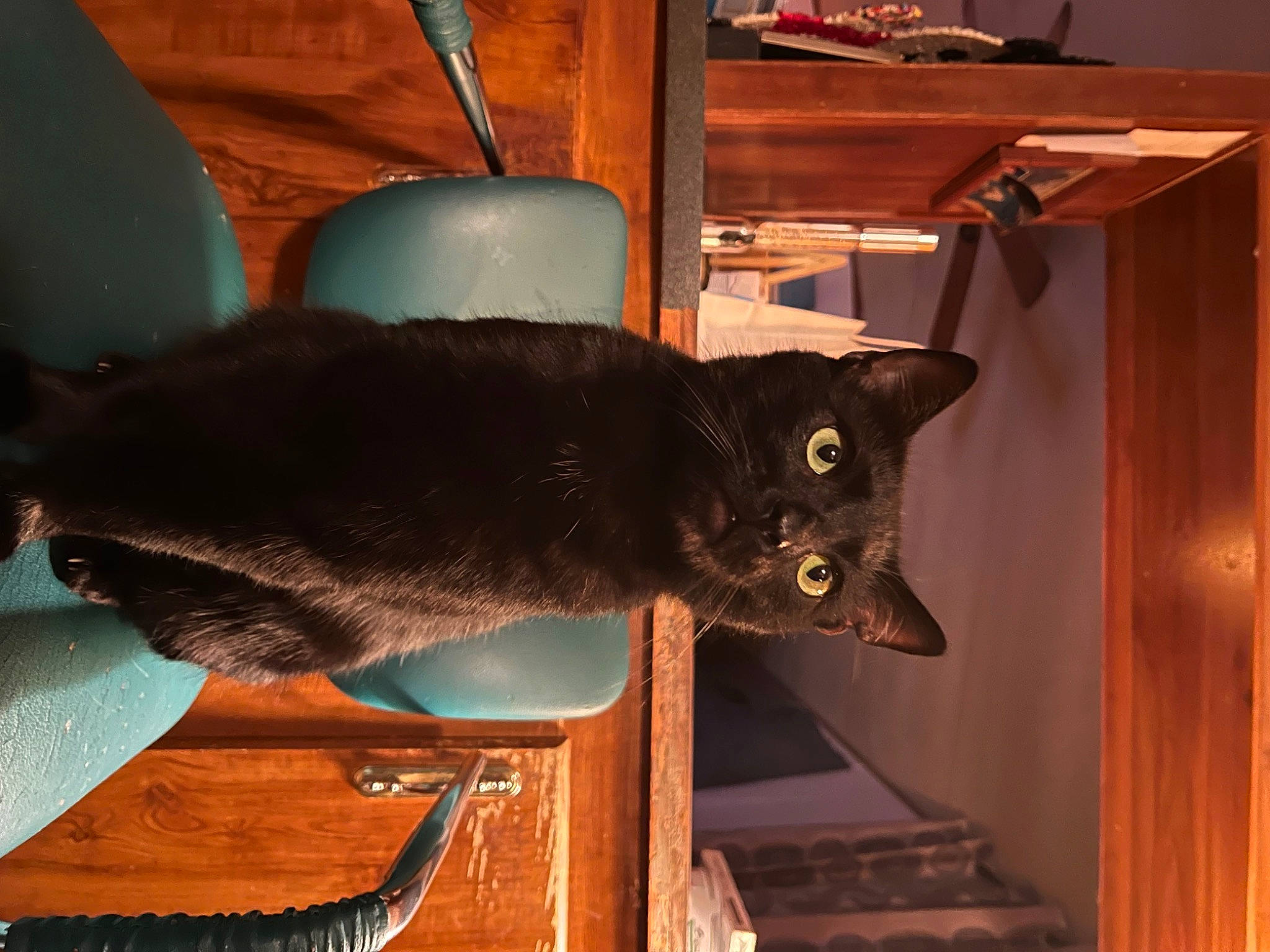 Prince joined the competition — help win amazing prizes! black_cat, carnivore, cat, chair, comfort, domestic_short_haired_cat, felidae, fur, furniture, hardwood, houseplant, room, shelf, small_to_medium_sized_cats, table, tail, whiskers, window, wood, wood_stain