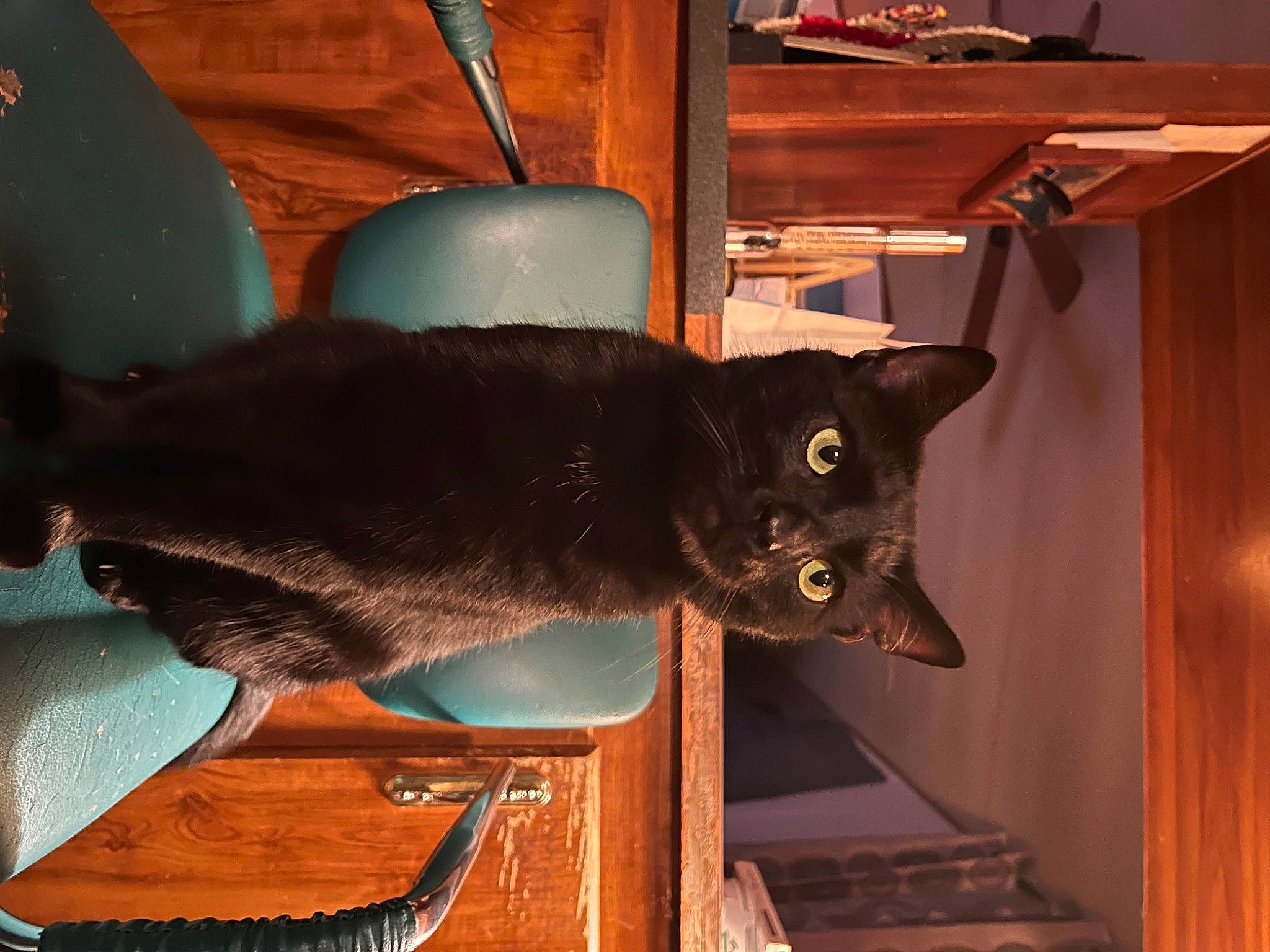 Prince joined the competition — help win amazing prizes! black_cat, carnivore, cat, cat_supply, chair, comfort, domestic_short_haired_cat, felidae, fur, furniture, hardwood, houseplant, room, small_to_medium_sized_cats, table, tail, whiskers, window, wood, wood_stain