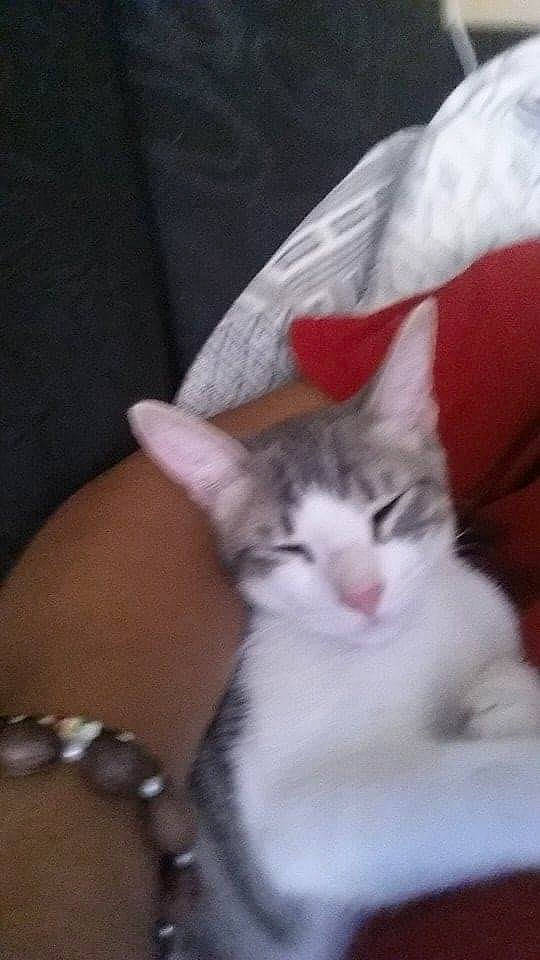 Mufasa joined the competition — help win amazing prizes! carnivore, cat, claw, comfort, domestic_short_haired_cat, ear, elbow, eye, felidae, fur, gesture, human_leg, nail, paw, small_to_medium_sized_cats, tail, whiskers