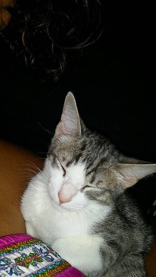 Mufasa joined the competition — help win amazing prizes! carnivore, cat, comfort, domestic_short_haired_cat, felidae, fur, nap, paw, sleep, small_to_medium_sized_cats, snout, tail, whiskers, window