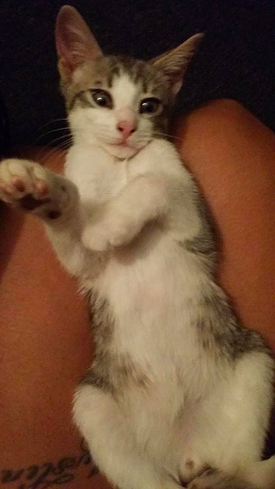 Mufasa joined the competition — help win amazing prizes! carnivore, cat, claw, domestic_short_haired_cat, fawn, felidae, fur, paw, pet_supply, small_to_medium_sized_cats, snout, tail, whiskers