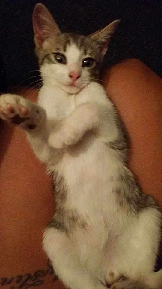 Mufasa