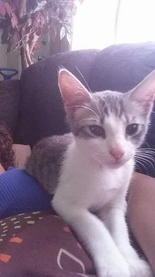 Mufasa is registered to the contest to win money with this photo: carnivore, cat, comfort, domestic_short_haired_cat, felidae, fur, paw, small_to_medium_sized_cats, snout, tail, whiskers