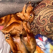 Charlie Brown joined the competition — help win amazing prizes! dog, brown_dog, blanket, couch, pillow, patterned_pillow, indoor, pet, fur, paw, canine, lying_down, playful, motion_blur, human, white_shirt, resting, cozy, animal, companion