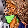 Charlie Brown is registered to the contest to win money with this photo: dog, sleeping, green_clothing, blanket, couch, patterned_fabric, snuggling, cozy, indoor, pet, brown_fur, relaxed, closeup, human_hand, casual, comfort, resting, warm, companion, cute