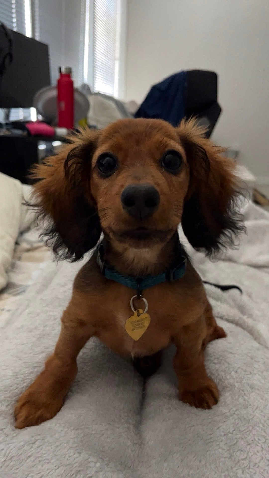 Charlie Brown joined the competition — help win amazing prizes! dog, puppy, dachshund, brown, pet, animal, indoor, blanket, bed, collar, tag, ears, face, eyes, cute, small, fur, looking, curious, cozy