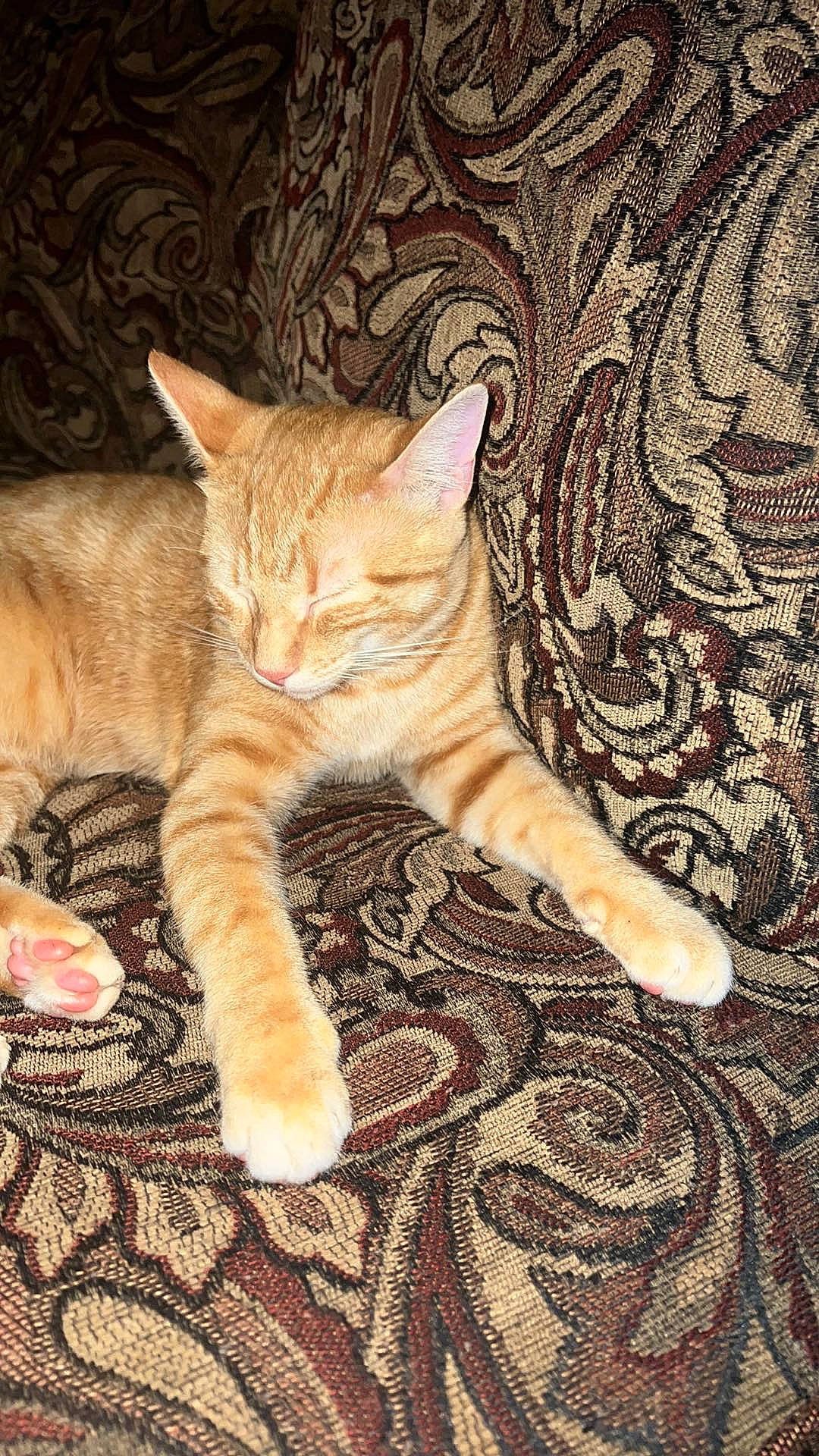 Ping Ping joined the competition — help win amazing prizes! art, carnivore, cat, claw, comfort, domestic_short_haired_cat, fawn, felidae, flooring, fur, linens, pattern, paw, small_to_medium_sized_cats, snout, tail, terrestrial_animal, tree, whiskers, wood