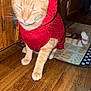 cabinet, cat, closed_eyes, cozy, cute, domestic_animal, feline, fur, home, indoor, knitwear, orange_tabby, pet, red_clothing, rug, sweater, tail, walking, whiskers, wood_floor