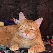 Ping Ping joined the competition — help win amazing prizes! animal, blanket, cat, closeup, cozy, cute, domestic_cat, ears, feline, fur, indoor, mammal, orange_tabby, patterned, paws, pet, relaxed, resting, sleepy, whiskers