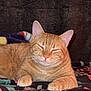 animal, blanket, cat, closeup, cozy, cute, domestic_cat, ears, feline, fur, indoor, mammal, orange_tabby, patterned, paws, pet, relaxed, resting, sleepy, whiskers