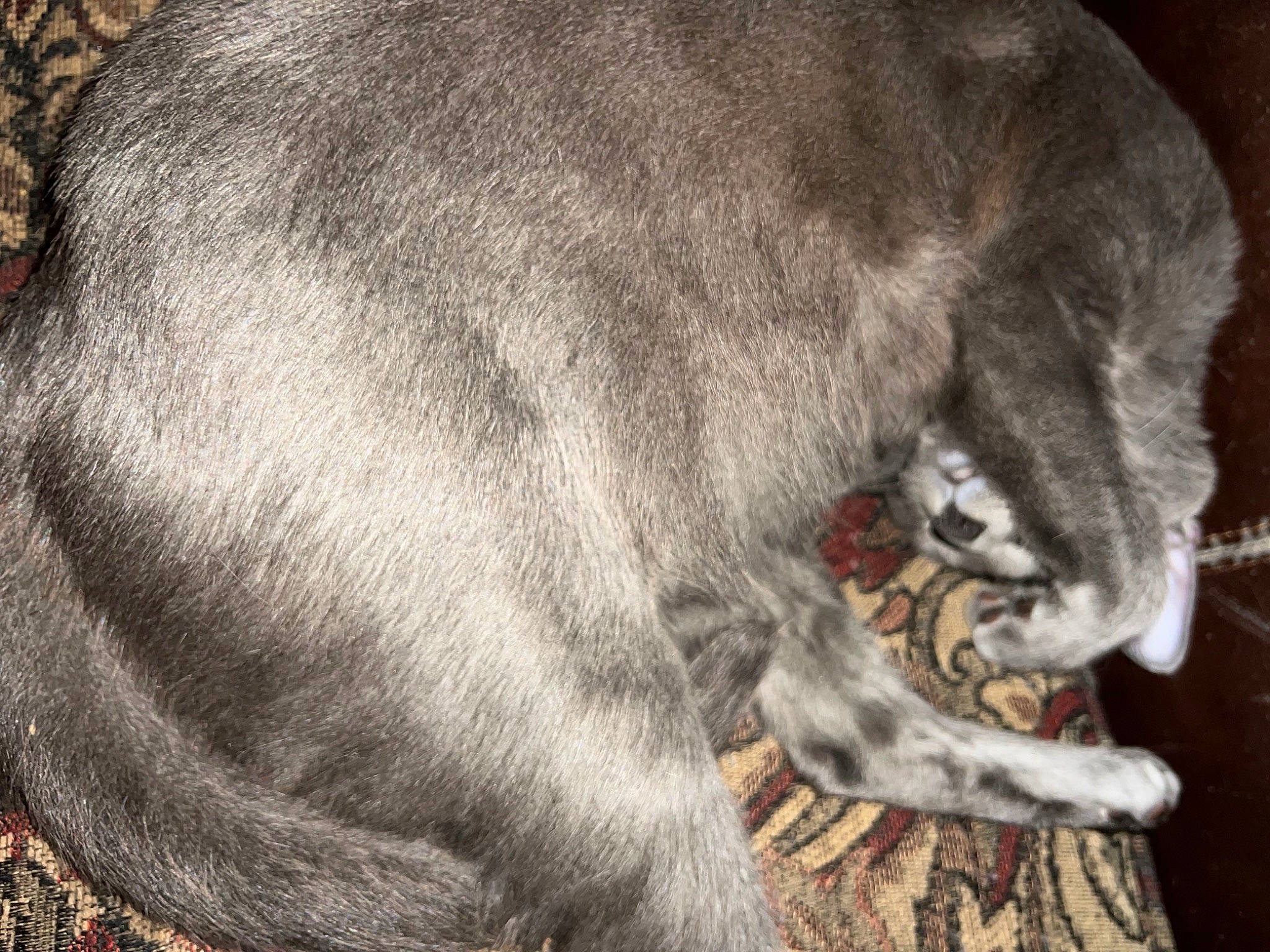 Ginny joined the competition — help win amazing prizes! canidae, carnivore, cat, claw, comfort, dog_breed, domestic_short_haired_cat, fawn, felidae, fur, grey, nap, paw, small_to_medium_sized_cats, snout, tail, terrestrial_animal, whiskers, wildlife