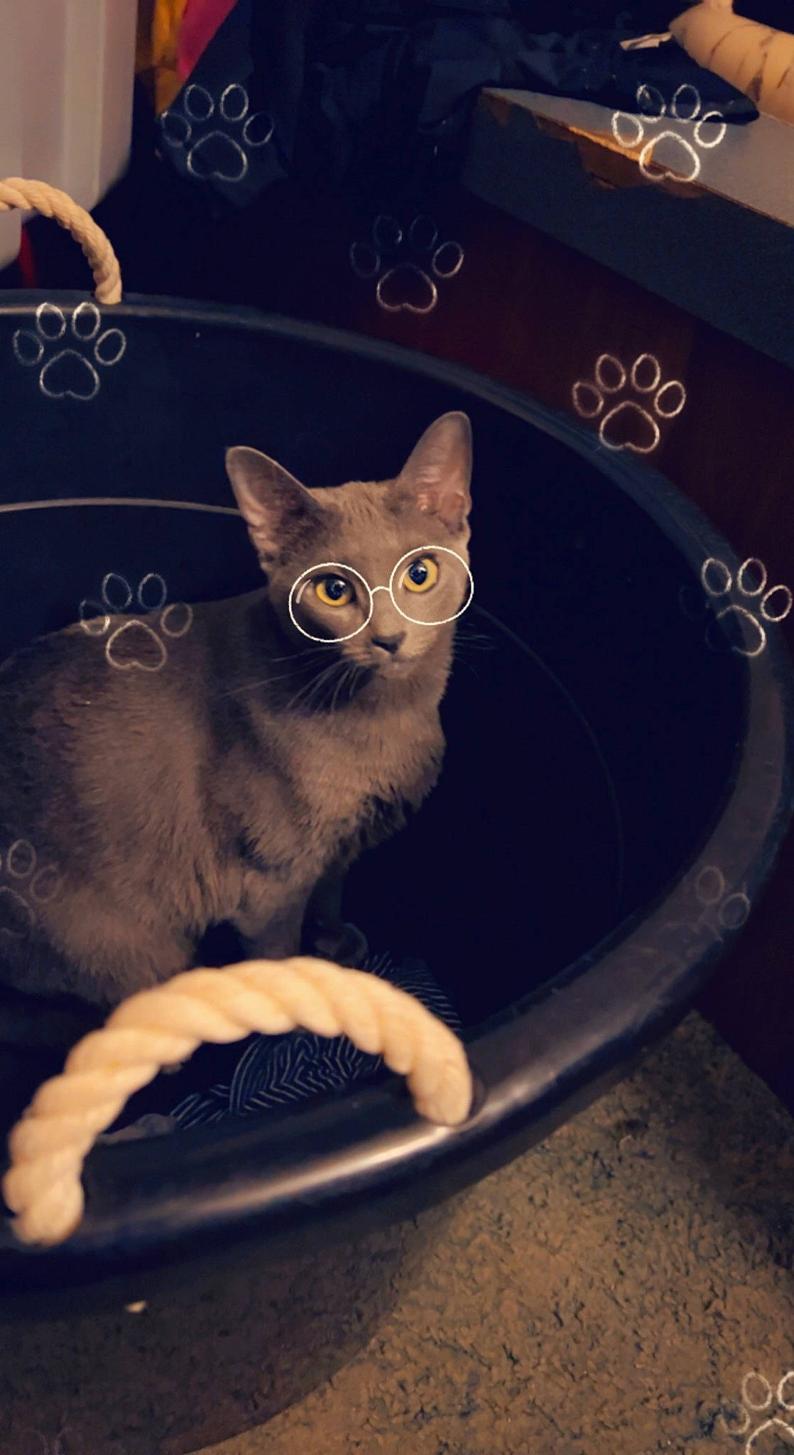 Ginny is registered to the contest to win money with this photo: automotive_tire, carnivore, cat, cat_supply, cup, domestic_short_haired_cat, drinkware, electric_blue, felidae, font, internet_meme, paw, pet_supply, photo_caption, serveware, small_to_medium_sized_cats, snout, tail, whiskers, window