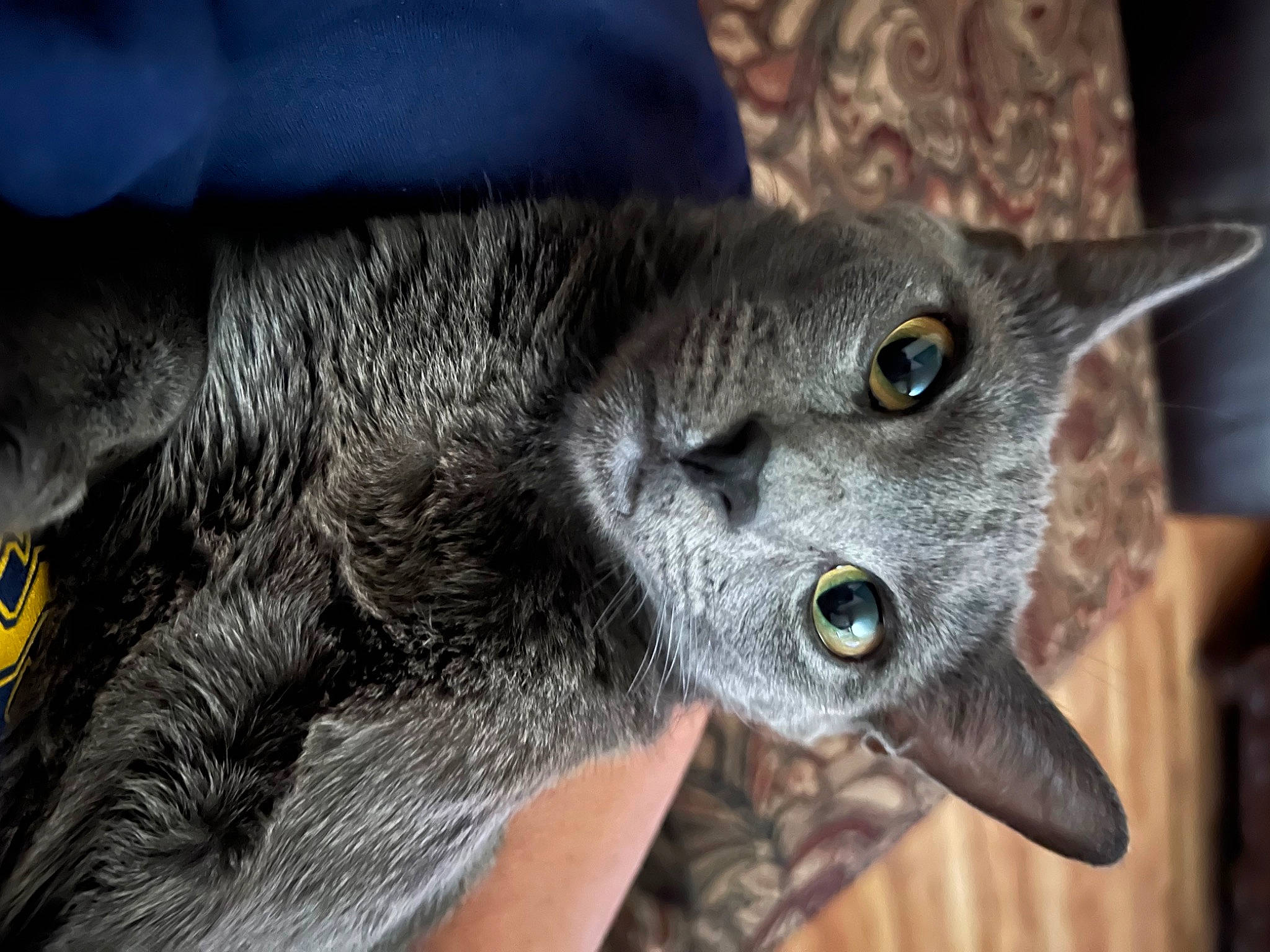 Ginny joined the competition — help win amazing prizes! carnivore, cat, claw, close_up, domestic_short_haired_cat, ear, eye, felidae, fur, grey, plant, russian_blue, small_to_medium_sized_cats, snout, tail, terrestrial_animal, whiskers, wildlife