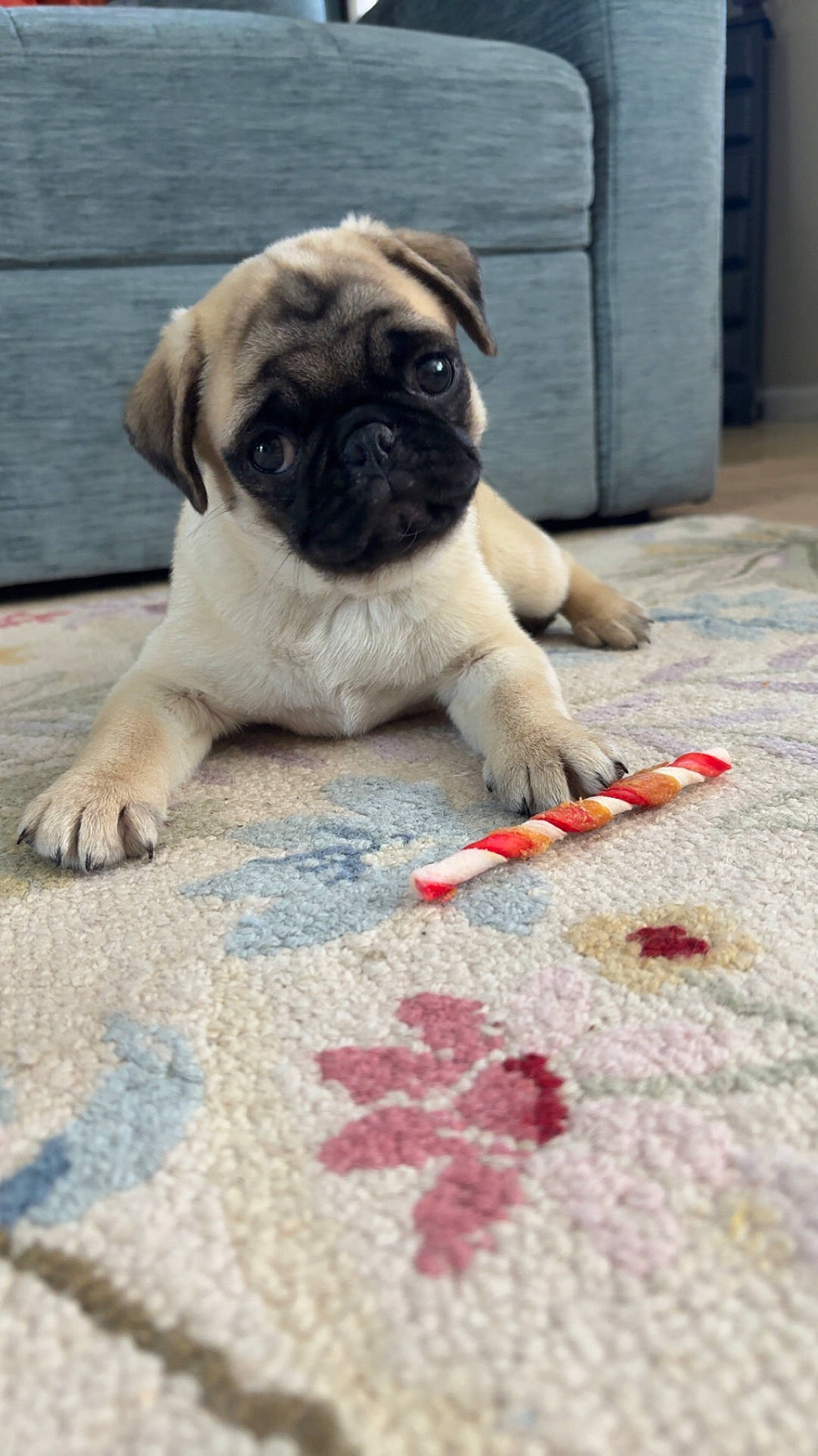 Lainey joined the competition — help win amazing prizes! animal, carpet, chew_stick, closeup, couch, cute, dog, domestic_animal, floor, furniture, head_tilt, indoor, living_room, pet, pug, puppy, rug, small_dog, toy, young