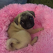 Lainey joined the competition — help win amazing prizes! pug, puppy, dog, pet, fluffy_bed, pink, curled_up, cozy, cute, animal, indoor, blanket, fur, small_dog, looking_back, resting, companion, domestic_animal, cute_pet, bed