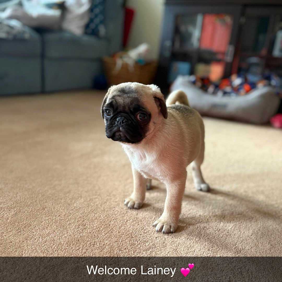 Lainey
