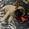 Lainey joined the competition — help win amazing prizes! pug, puppy, dog, sleeping, blanket, pillow, colorful, patterned, cushion, cozy, resting, indoors, pet, cute, animal, fur, small_dog, relaxed, comfort, home
