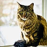 cat, tabby, green_eyes, fluffy_tail, windowsill, indoor, pet, feline, curious, sitting, close_up, portrait, animal, domestic_cat, whiskers, fur, brown, striped, window, natural_light