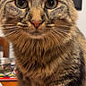 Gabriella is registered to the contest to win money with this photo: cat, tabby, close_up, fluffy, feline, pet, animal, whiskers, fur, indoor, wooden_surface, curious, sitting, portrait, eyes, face, tabby_cat, domestic_cat, mammal, cute