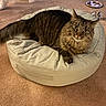 Gabriella is registered to the contest to win money with this photo: cat, tabby, fluffy, pet, cushion, carpet, indoor, animal, feline, water_bottle, plate, crumbs, paws, white_dog_paws, home, resting, looking, curious, mammal, domestic_animal