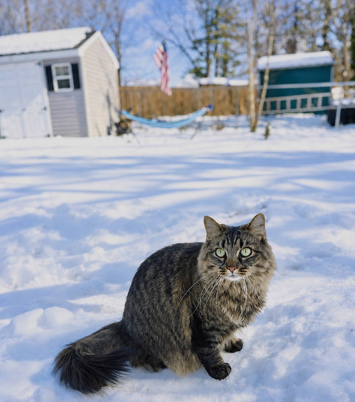 Gabriella joined the competition — help win amazing prizes! animal, backyard, cat, feline, fence, flag, fur, green_eyes, hammock, nature, outdoor, pet, shed, snow, sunlight, tabby_cat, tail, tree, whiskers, winter