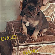 Gucci is registered to the contest to win money with this photo: french_bulldog, puppy, dog, pet, animal, sitting, steps, tile, brown, cute, young, indoors, side_eye, wall, floor, text_overlay, yellow_text, gucci_gang, portrait, curious