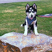 Blu is registered to the contest to win money with this photo: dog, husky, puppy, rock, grass, leash, park, outdoor, animal, pet, canine, nature, playful, young, happy, black_and_white, fur, ears, tongue, muzzle