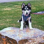 dog, husky, puppy, rock, grass, leash, park, outdoor, animal, pet, canine, nature, playful, young, happy, black_and_white, fur, ears, tongue, muzzle